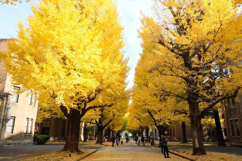 東京銀杏推薦 東京大學銀杏 最迷人的銀杏大道就在東大本鄉校區與彌生校區 金大佛的奪門而出家網誌