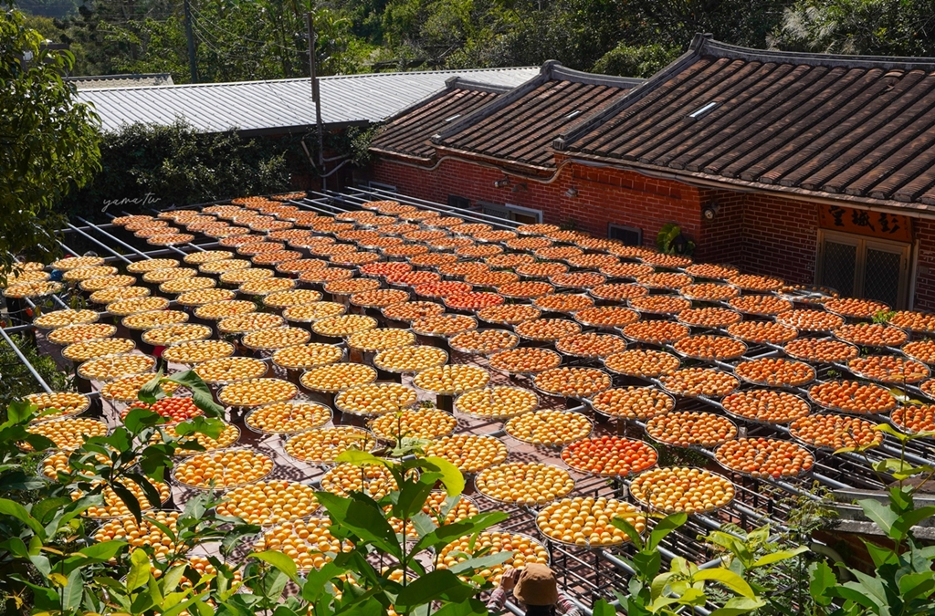 金漢杮餅教育農園︱免門票就能拍攝金黃柿子海搭配三合院